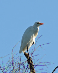 Bubulcus ibis