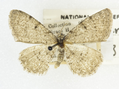 Aethalura intertexta