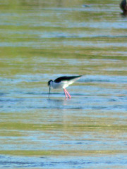 Himantopus mexicanus