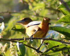 Icterus galbula