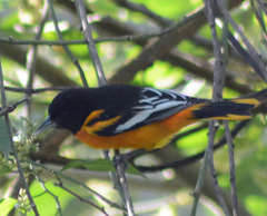 Icterus galbula