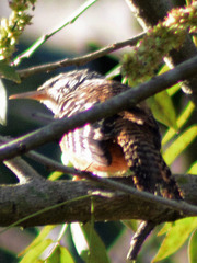 Campylorhynchus zonatus