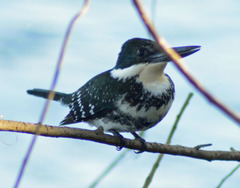 Chloroceryle americana