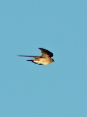 Stelgidopteryx serripennis