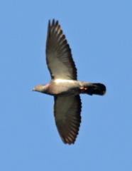 Columba livia domestica