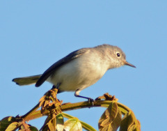 Polioptila caerulea