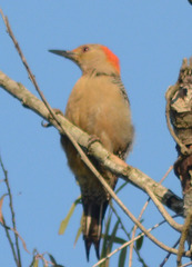 Melanerpes aurifrons