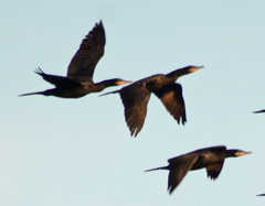 Nannopterum brasilianum