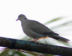 Streptopelia decaocto