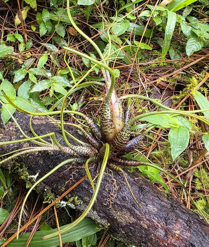 Tillandsia butzii, photograph 5