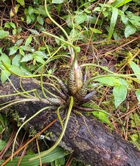 Tillandsia butzii, photograph (c) Abby Darrah, some rights reserved (CC BY)