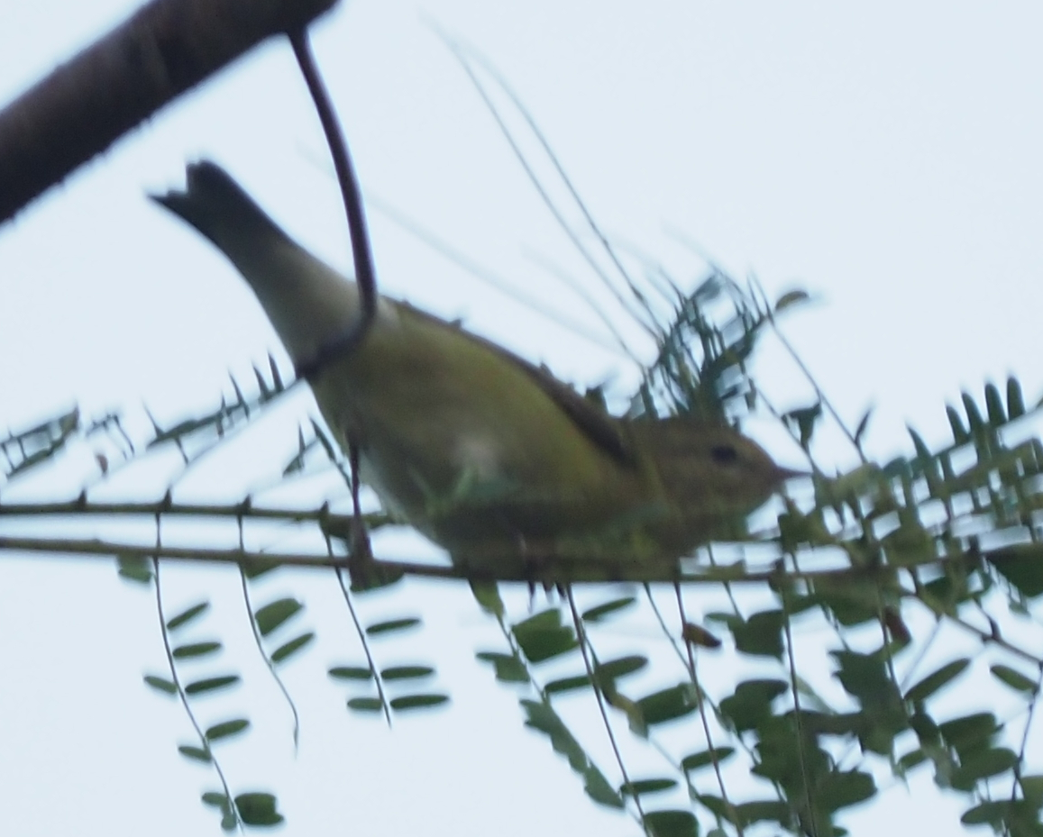 Tennessee Warbler (Leiothlypis peregrina), photo 4