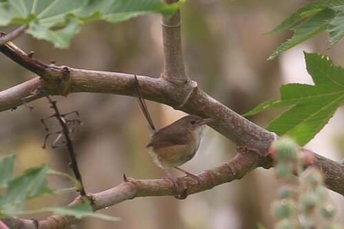 Red-backed Fairywren (Malurus melanocephalus), photo 6