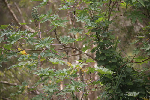 Red-backed Fairywren (Malurus melanocephalus), photo 7