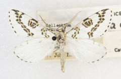 Philtraea elegantaria