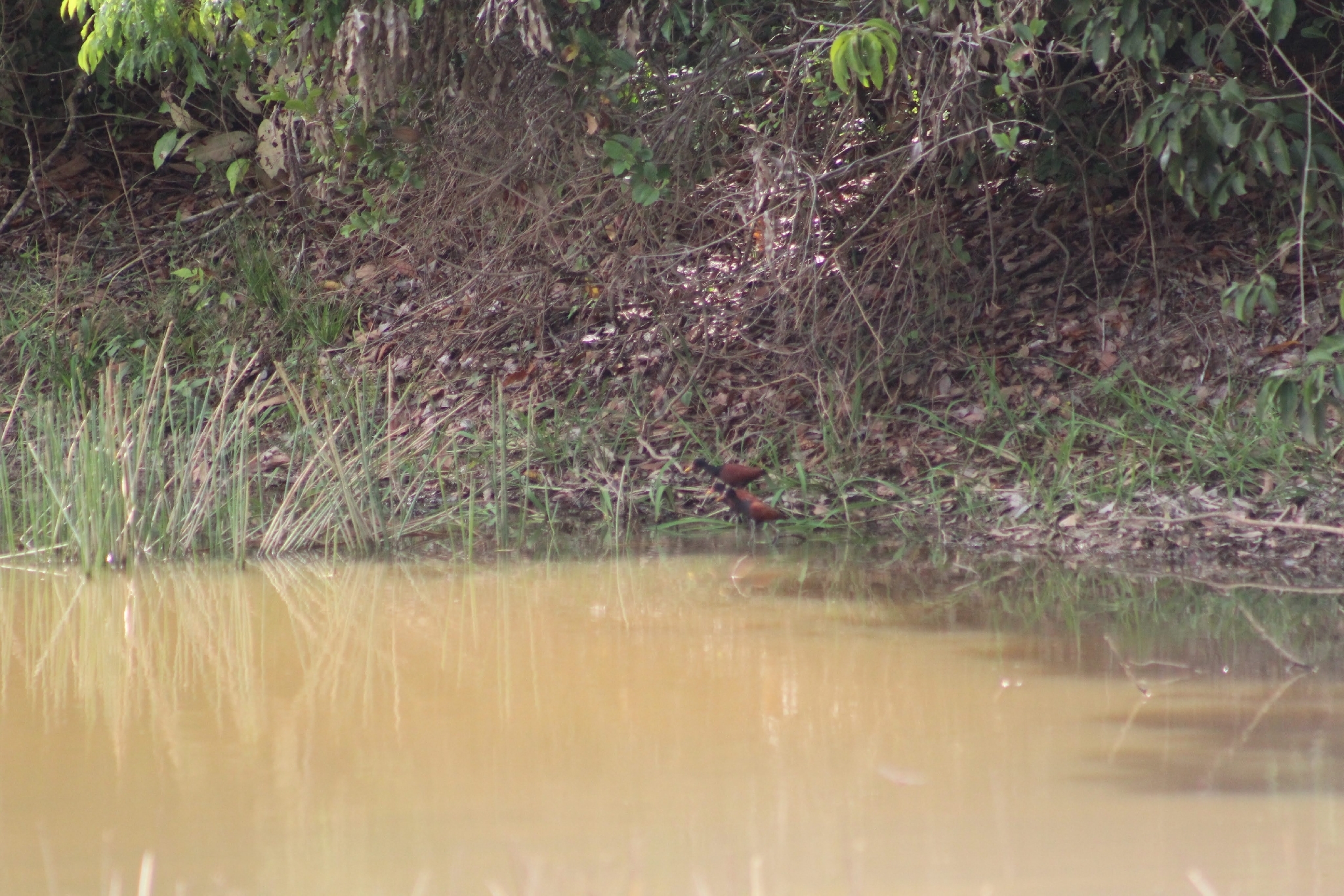 Wattled Jacana (Jacana jacana), photo 6