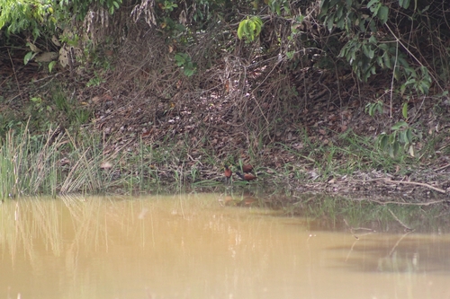 Wattled Jacana (Jacana jacana), photo 7