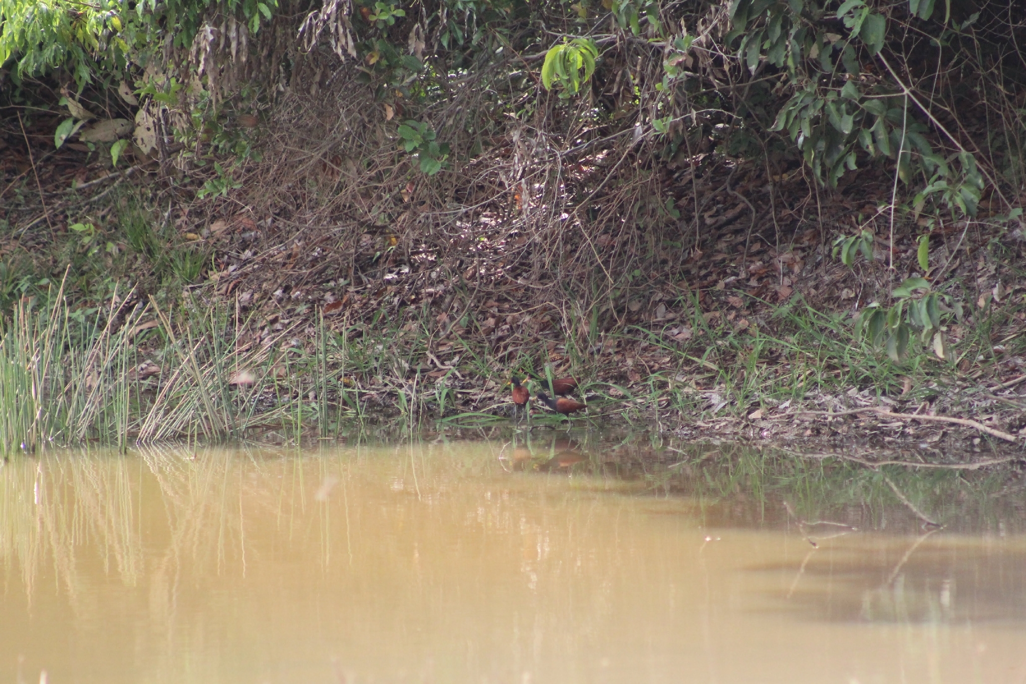 Wattled Jacana (Jacana jacana), photo 7