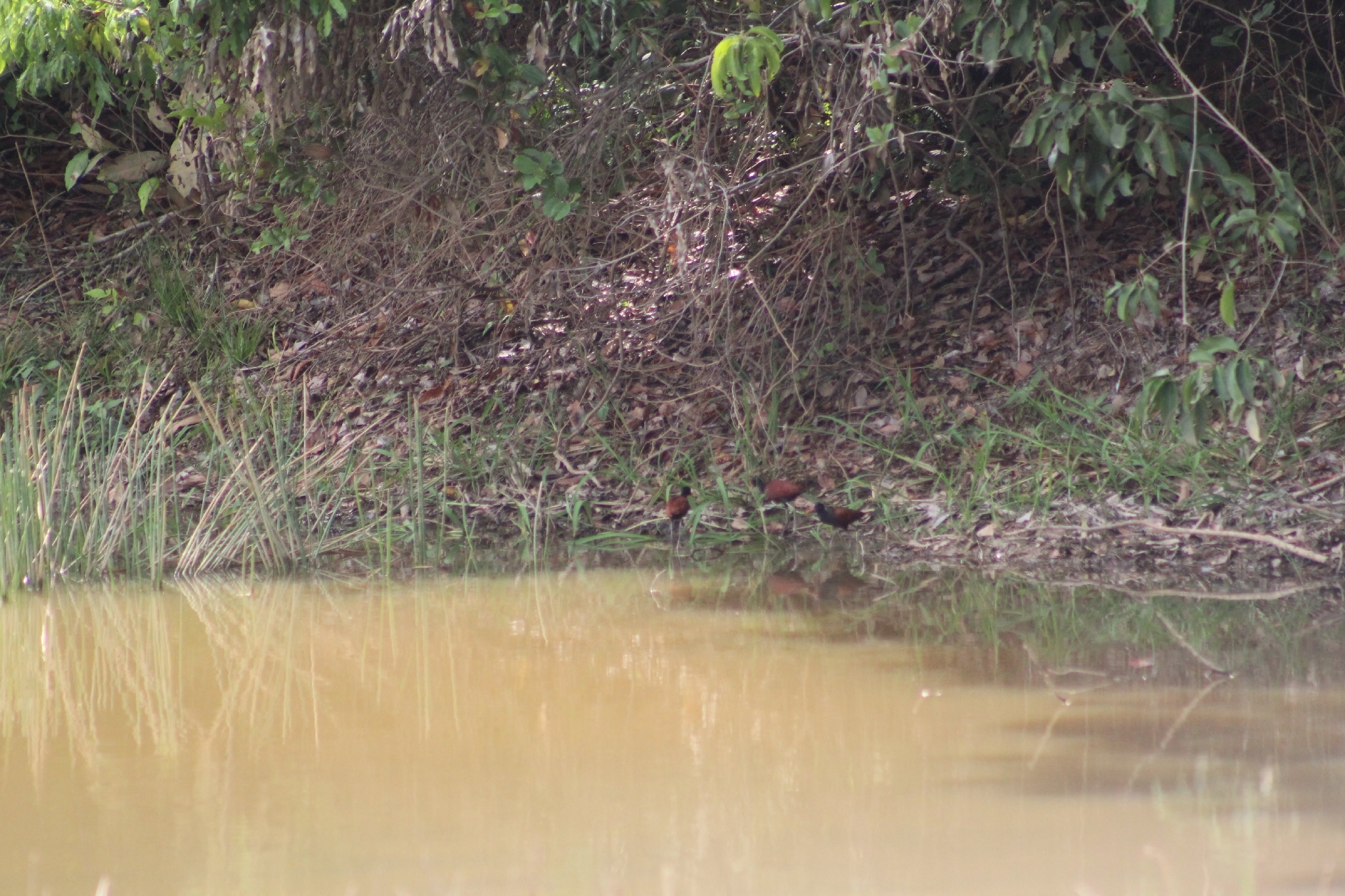 Wattled Jacana (Jacana jacana), photo 8
