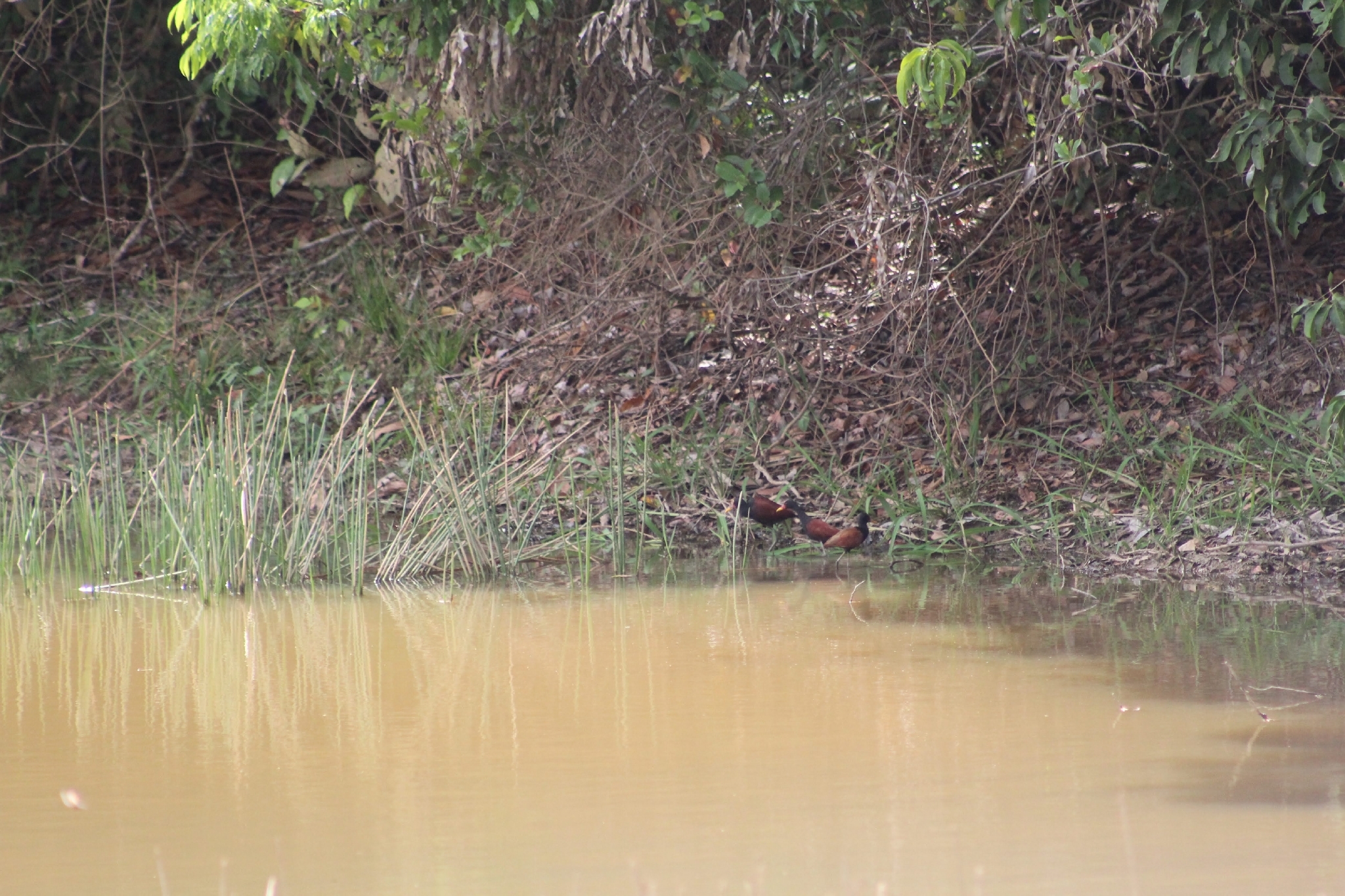 Wattled Jacana (Jacana jacana), photo 9