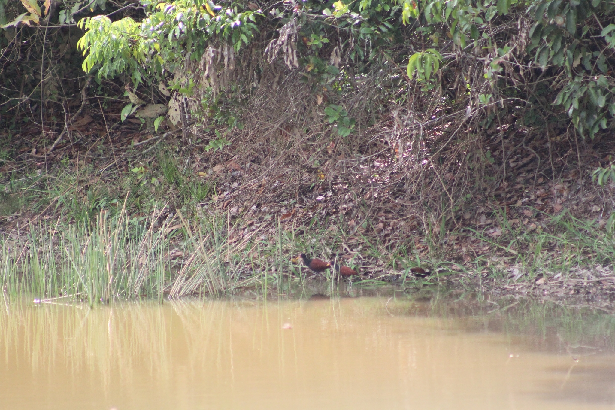 Wattled Jacana (Jacana jacana), photo 10