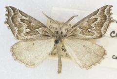 Plataea californiaria