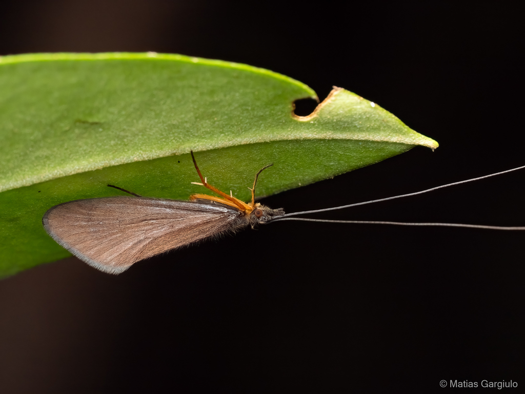Phylloicus aculeatus