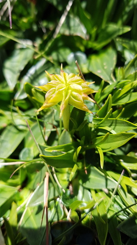 alpine marsh-marigold (Caltha introloba)