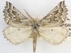 Plataea ursaria