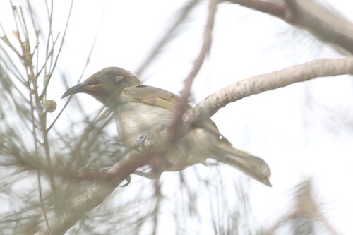 Brown Honeyeater (Lichmera indistincta), photo 7