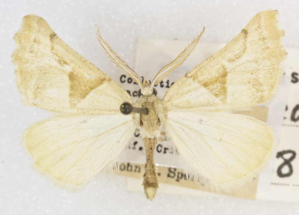 Plataea calcaria