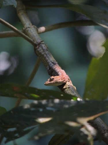 Charles Myer's Anole, Anolis charlesmyersi