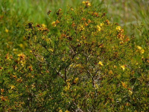 Peelbark St. Johnswort (Hypericum fasciculatum)