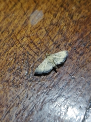 Salbia abnormalis