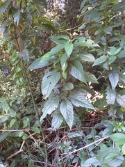 Ruellia angustiflora