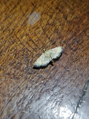 Salbia abnormalis