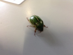 Stethaspis suturalis