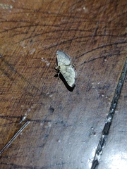 Salbia abnormalis
