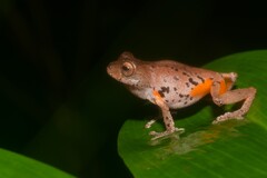 Golden-legged Bush Frog