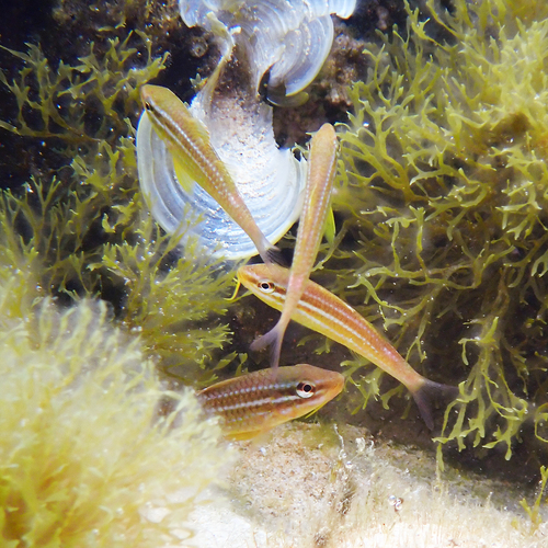 Blacksaddle goatfish (Parupeneus ciliatus) — Mullidae