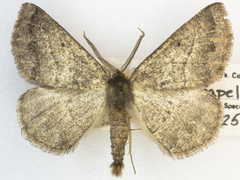 Somatolophia ectrapelaria