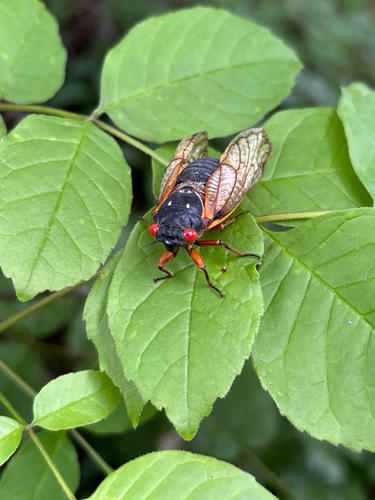 iNaturalist observation photo of Pharaoh Cicada