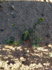 Thymophylla concinna