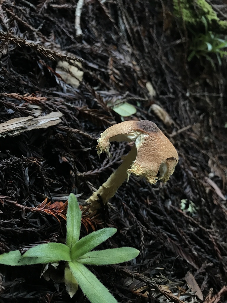 Lepiota magnispora · January 2026 · photo: © paganka (iNaturalist, cc-by-nc)