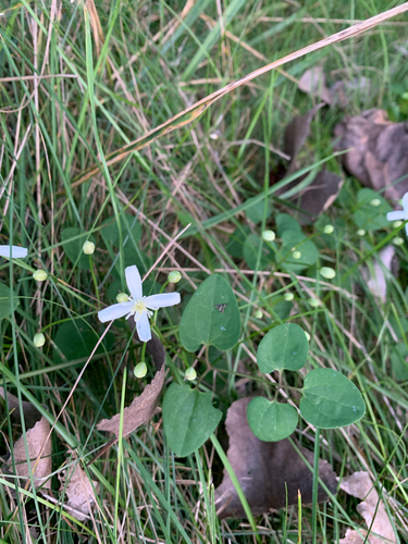 iNaturalist observation photo of autumn clematis