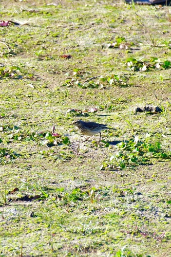 American Pipit (Anthus rubescens), photo 8