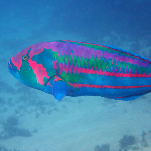 Green-blocked wrasse (Thalassoma purpureum) — Labridae
