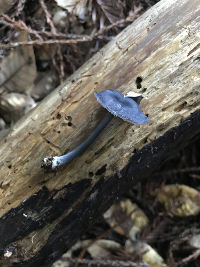 Entoloma sp. 'CA04'