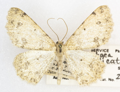 Stergamataea delicatum