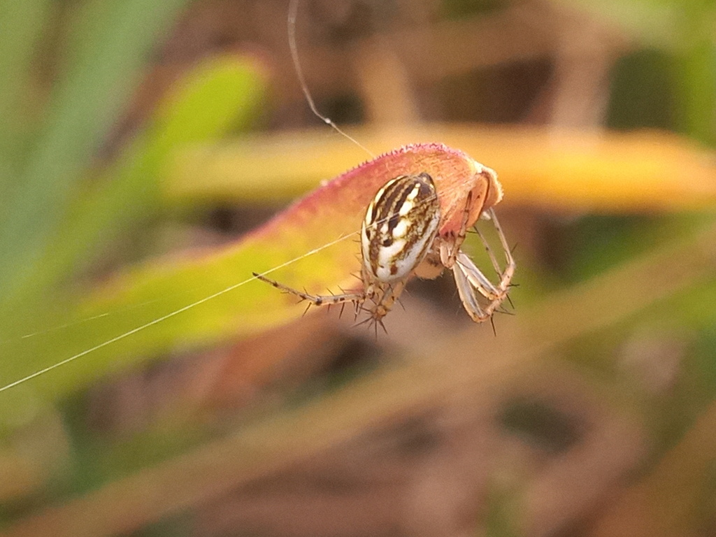 orb weavers